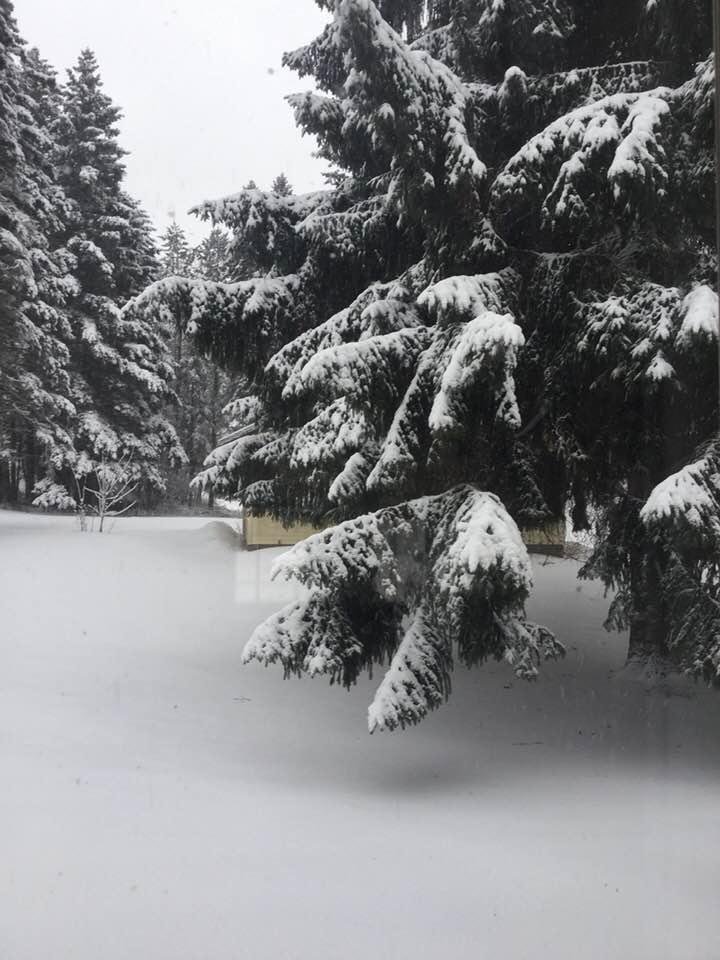 My backyard this morning. I hate shoveling the driveway.