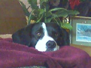Our wonderful Maggie crossed the Rainbow Bridge yesterday. She has joined Coco and Lady. All three of them have gone across in the last 90 days. We are very sad.
