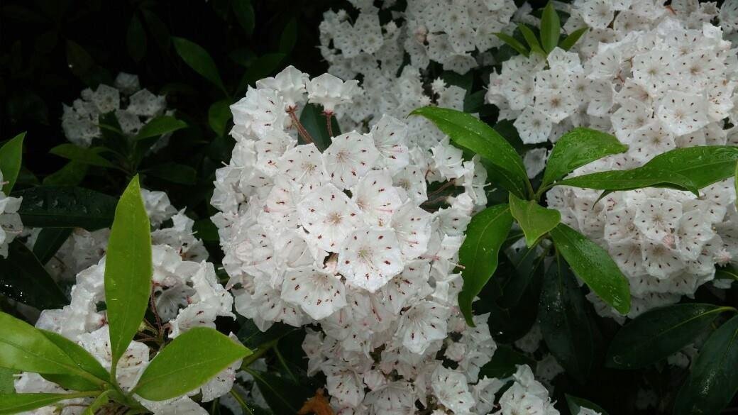 Mountain laurels are blooming.