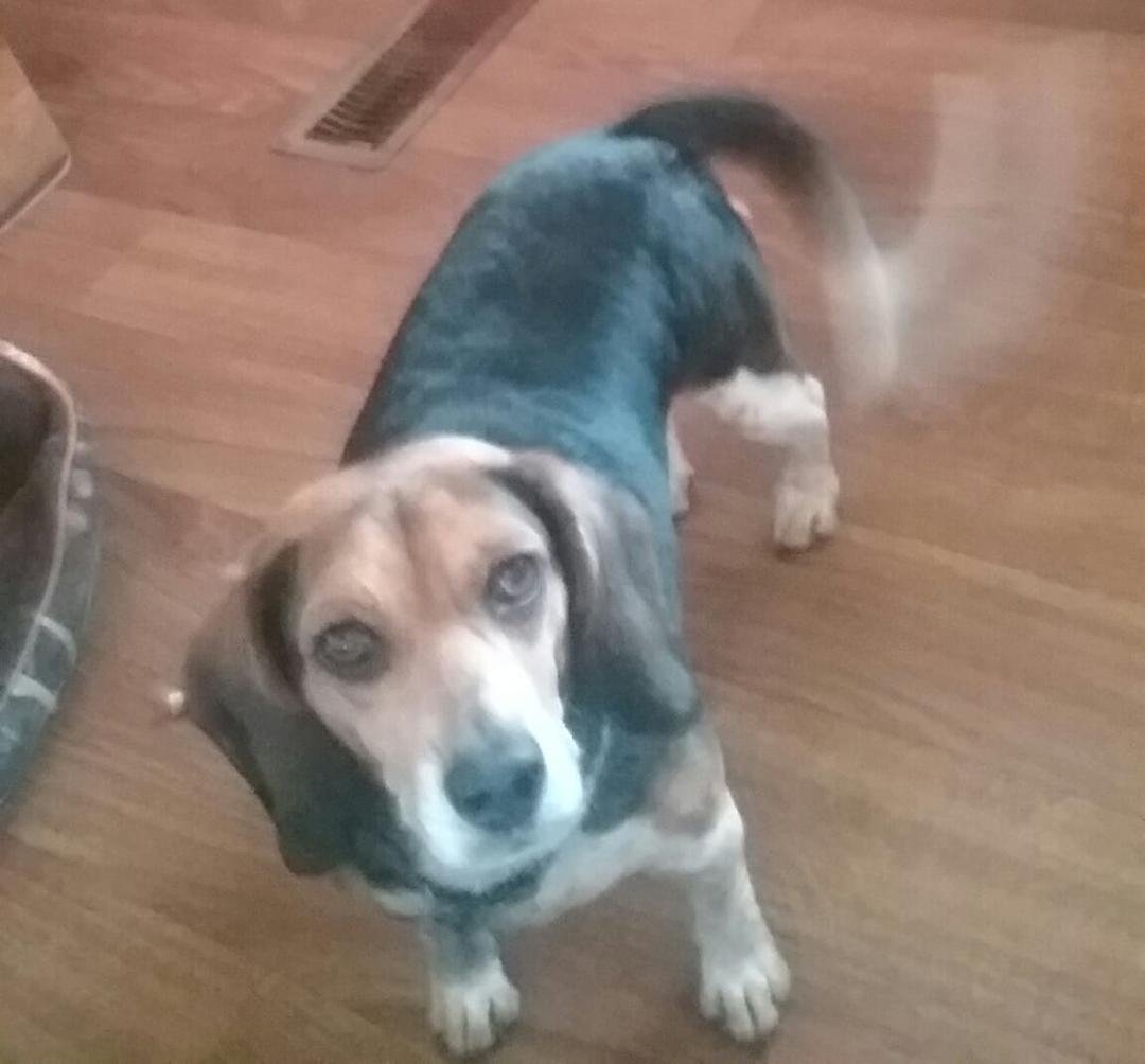 this is pet day , Bucky posed for me