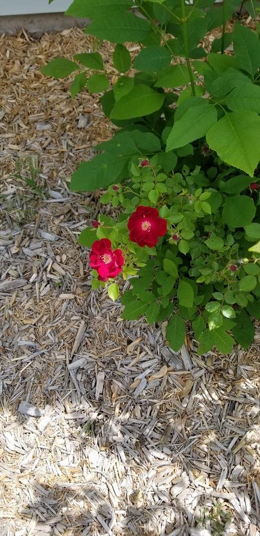 Can anyone tell me what kind of flowers these are?