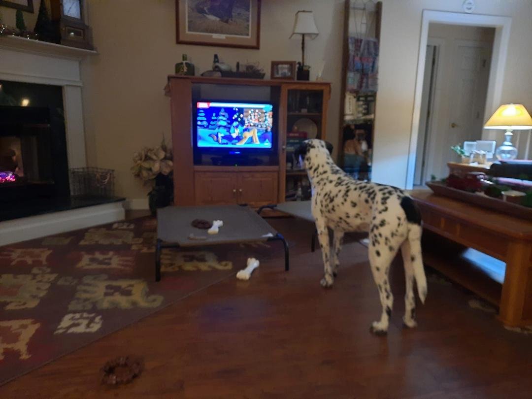 Milo likes watching Mickys Christmas