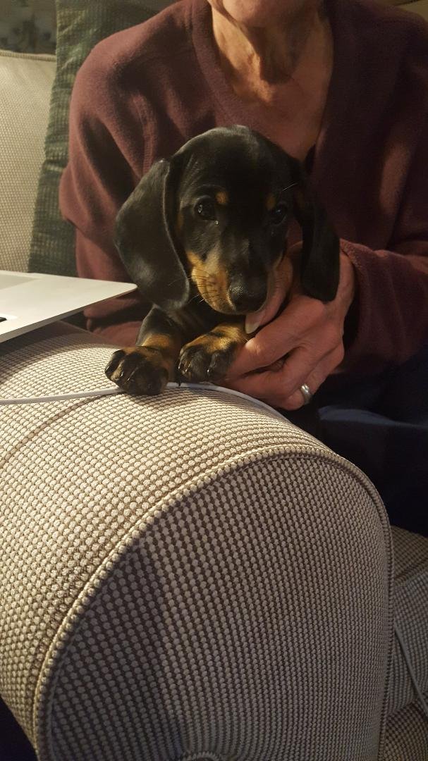 Newest member of the Morgantown Walker household - Frankie!