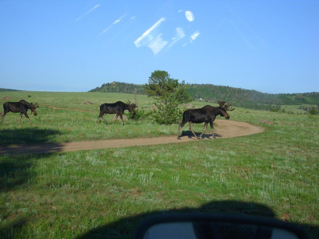 Woke up to these guys this morning will camping.