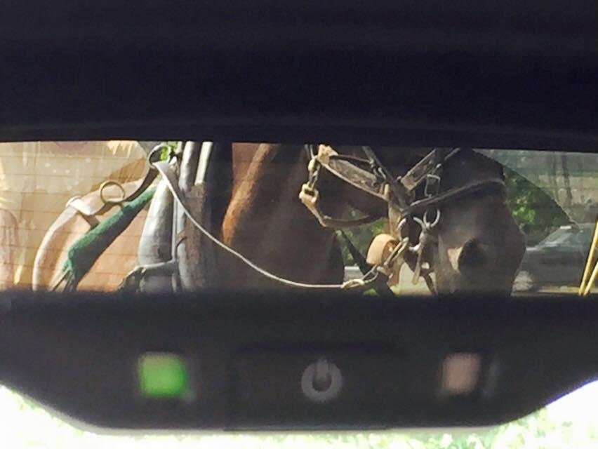 The horse named Meatball in line behind us to get his morning Timbit...