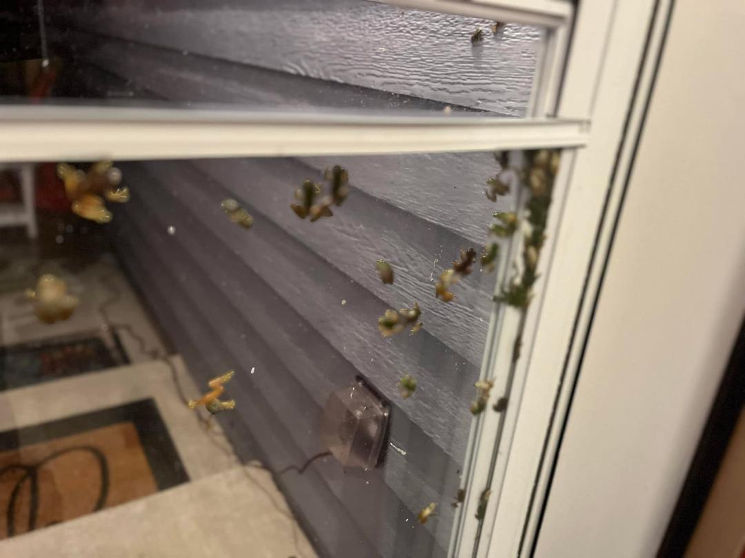 Got home late to find these guys waiting for us. I counted at least 40 looking in at us