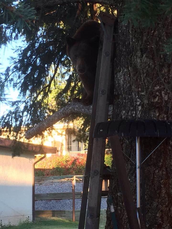 Another bear today. Now they are in the trees. Maybe this one used the ladder😆Enlarge the photo for a better look. It's a bigger bear looking very healthy.