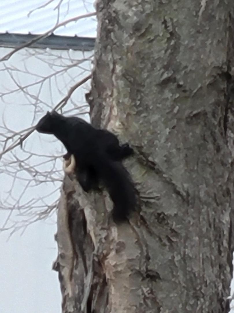 Baby squirrel playing in our yard .
So tiny , I zoomed way in once it got stopped by a window