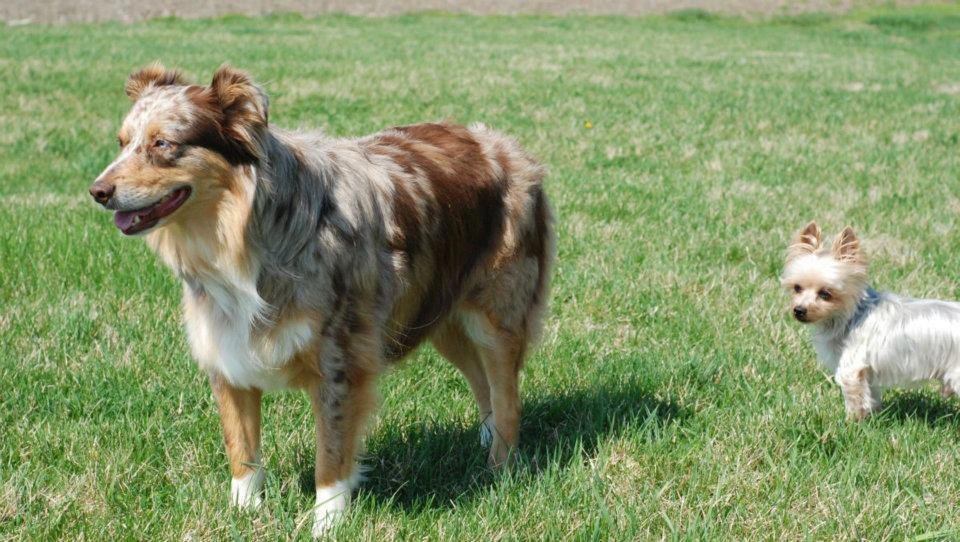 Ann Anderson's album, Dogs