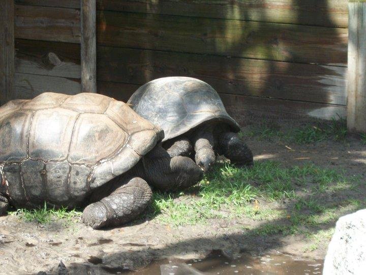 Nancy Riley's album, Zoo 4-10-11