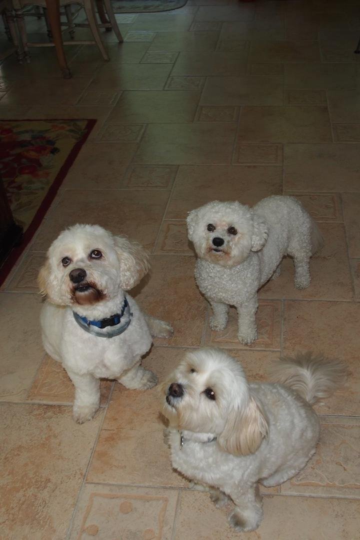 I didn't know it was Dog Day until just now. Here are some cuties.