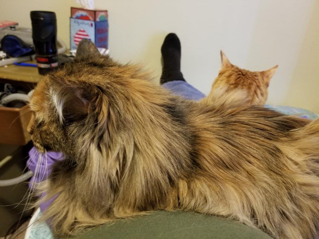 Lying in bed with my kitties.