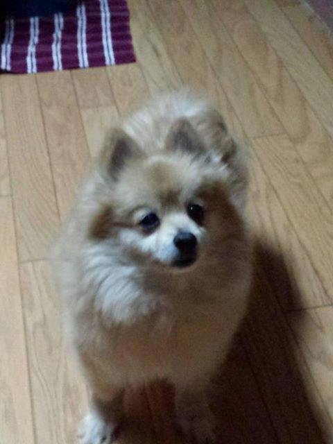 I'm putting groceries away and turn around to find Cassie, my 12 year old Pomeranian, helping herself to my Subway Big Philly Cheesesteak. She thinks just because she has a touch of doggie Dementia she can get away with tha