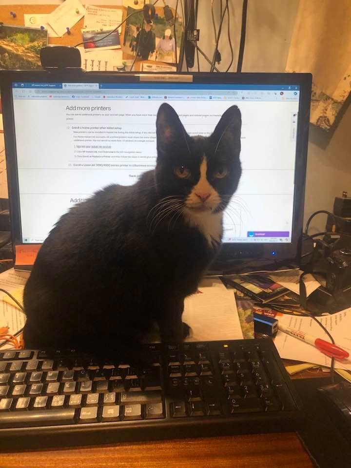 Squeegie is learning the computer.