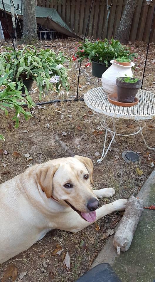 Enzo took a break from fetching his retrieving dummy.