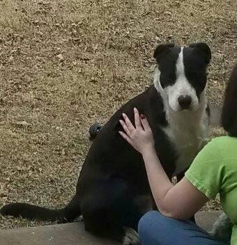 There is an abandoned male younger dog in our neighborhood. We can't keep him. Trying to help him find a forever home. Please PM me.