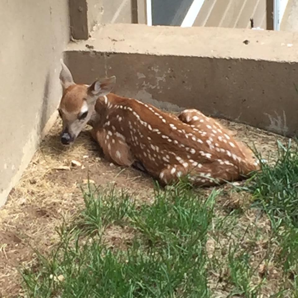 Bambi camping out in my yard.