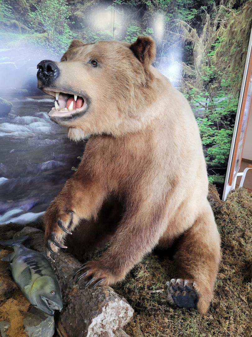 The only brown bear I saw in Alaska.