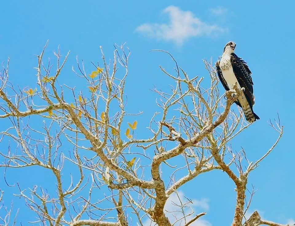 Osprey — she was part of a mated pair, and he wasn’t bringing home food for the family, so she drove him away.