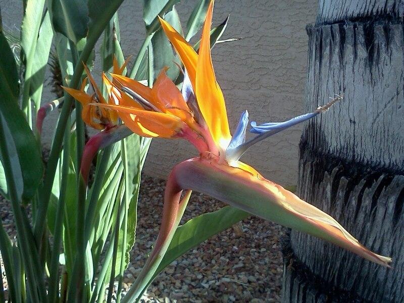 My birds are blooming
