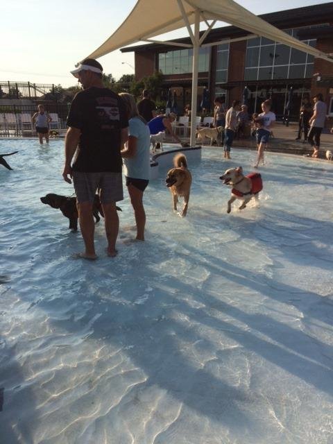 Joe had an amazing time at the Moore Dog Swim yesterday!