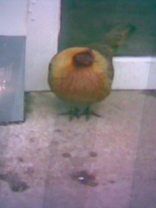 Big Chicken from the Milk Bottle/Leo's garage. Can you believe that someone stole it!!!!! It had been there about 8 yrs. or so