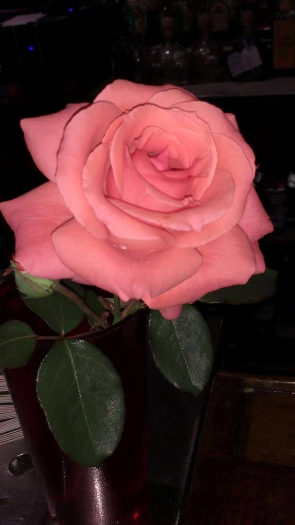 Diana Ward Vancil"s Rose