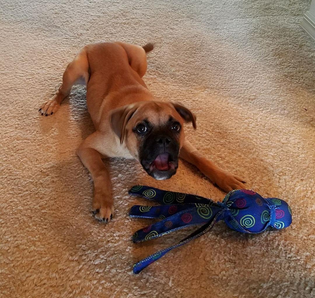 She only barks or howls when you stop playing with her