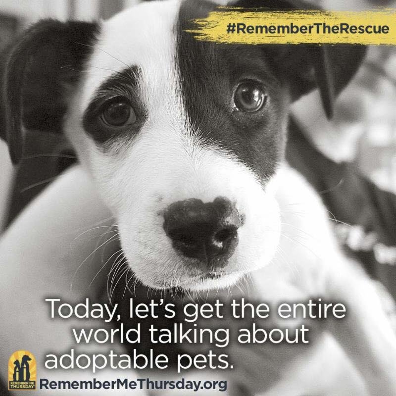 #remembertherescue