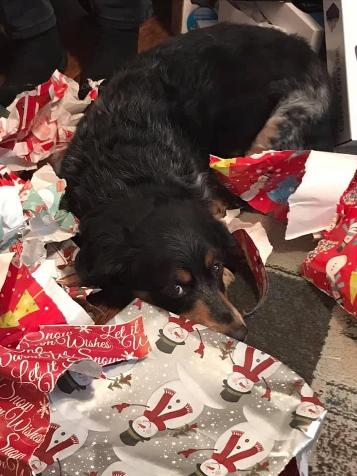 Sweet Joey