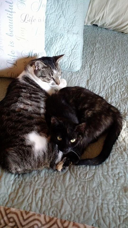 The two that run the house, Spunk & Carlie, settling in for an afternoon nap