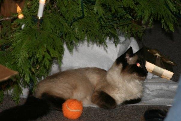 Ming the Christmas Kitty