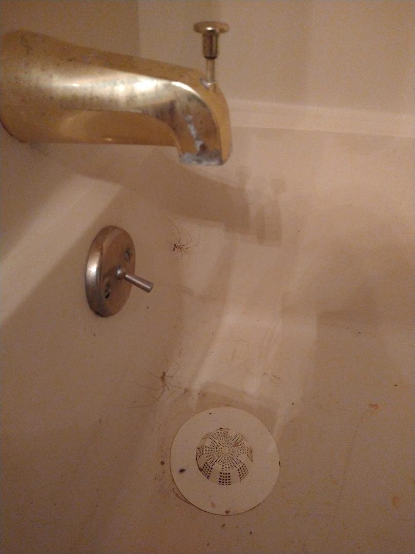 Floating spiders in a dirty tub