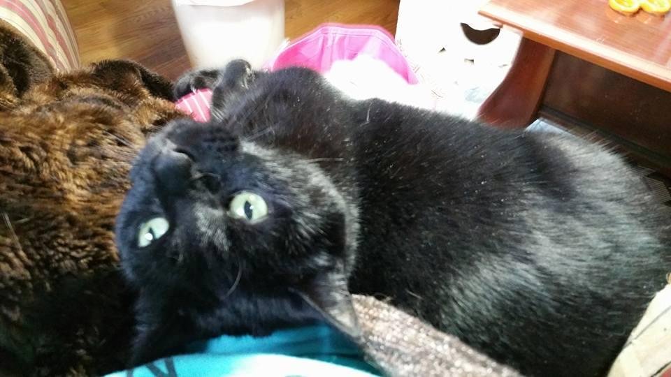 My minxie deciding to be a lap cat.