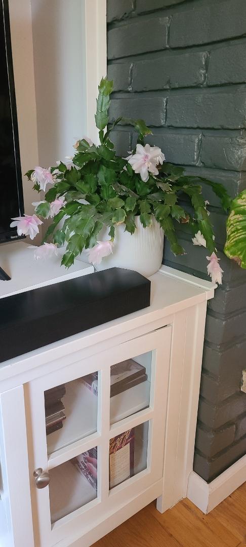 Ah, that festive time of the year when the Christmas cactus blooms. Wait...