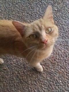 This sweet kitty was dropped (aka dumped) in a friend of mine's back yard. We are trying to find a home for her. If you are interested please PM me.