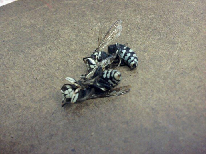 Joan Boudro's album, Hornets