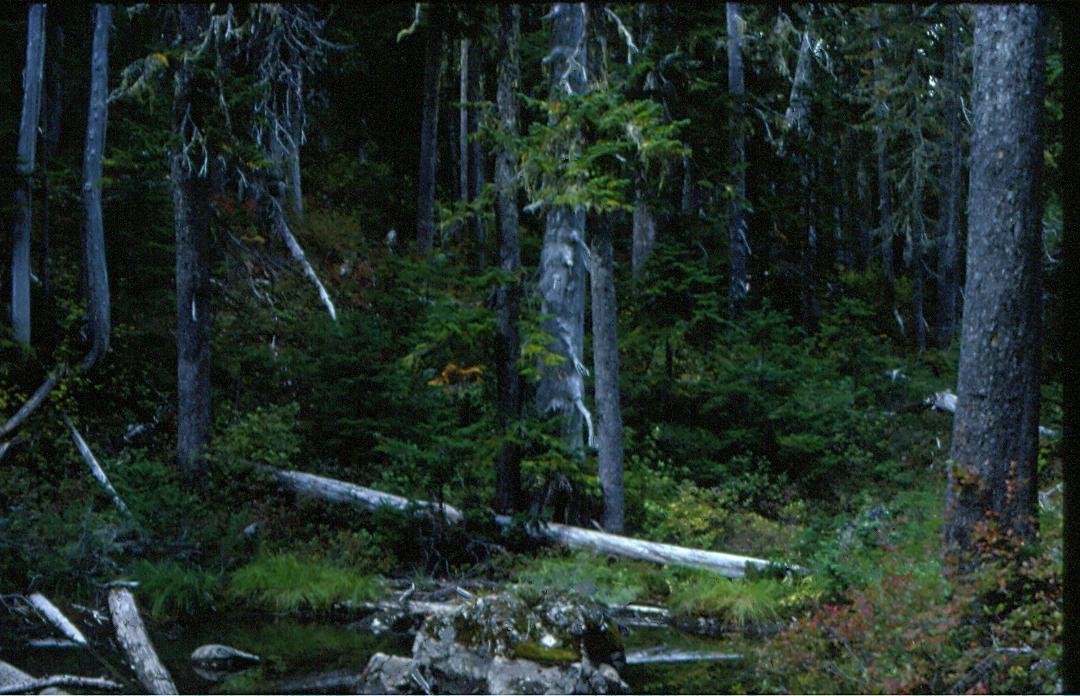 Deeper than any forest primeval.