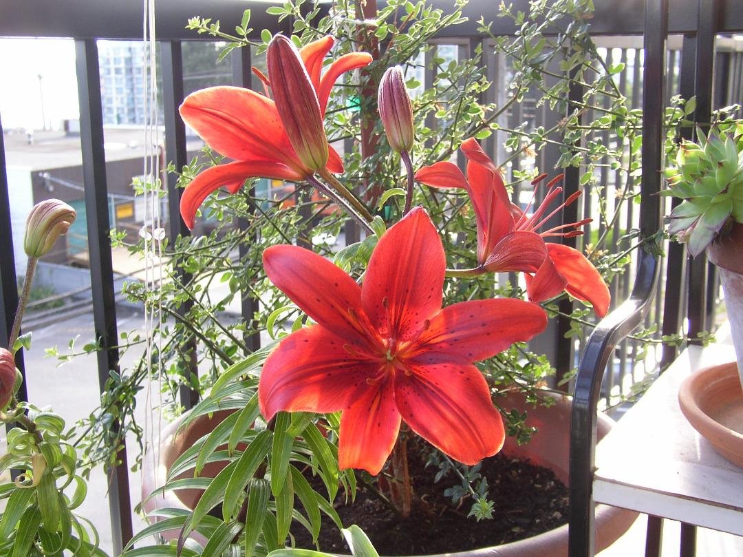 AND here's a lovely lily that has been in many gardens over the years, dug up and replanted and has now ended up in a pot in North Vancouver!!!