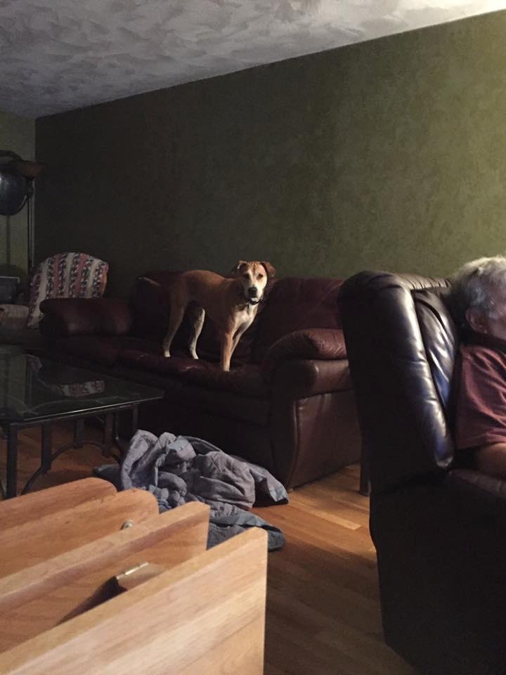 Cheryl Puccio's album, Mobile Uploads