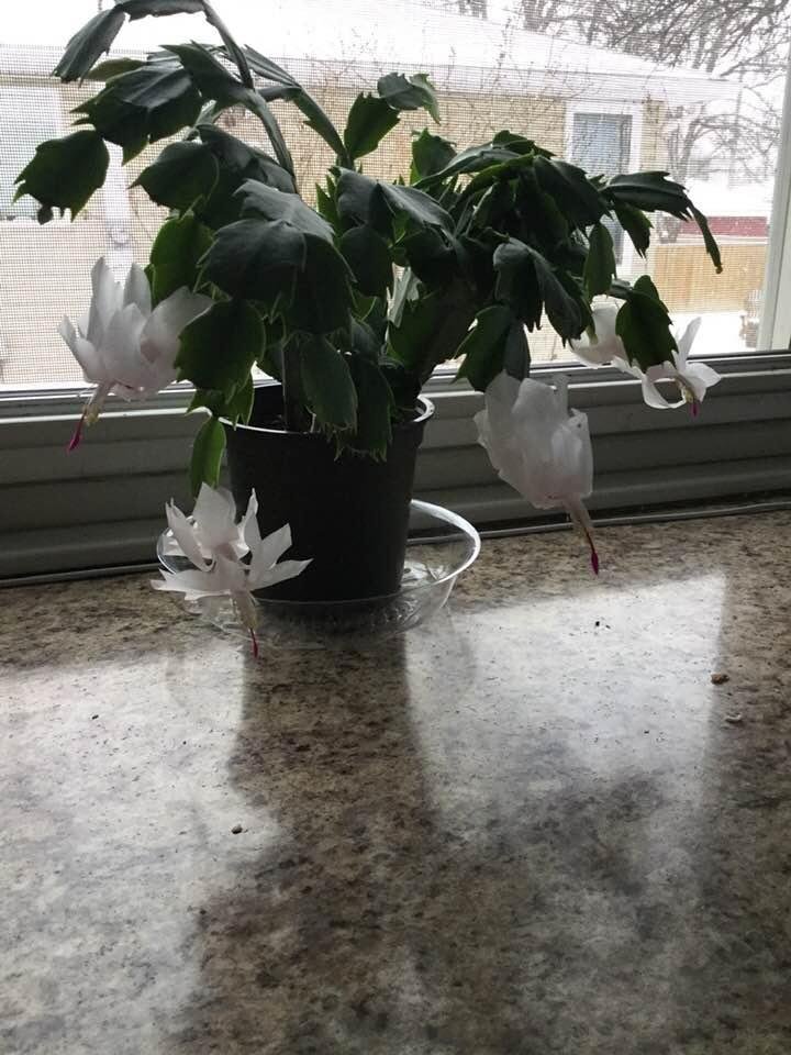 One of my 3 Christmas cacti has been blooming this past week, the silly thing, and the other two are starting to bud. A bit early isn’t it for Christmas? Keeping the other two in the dark.