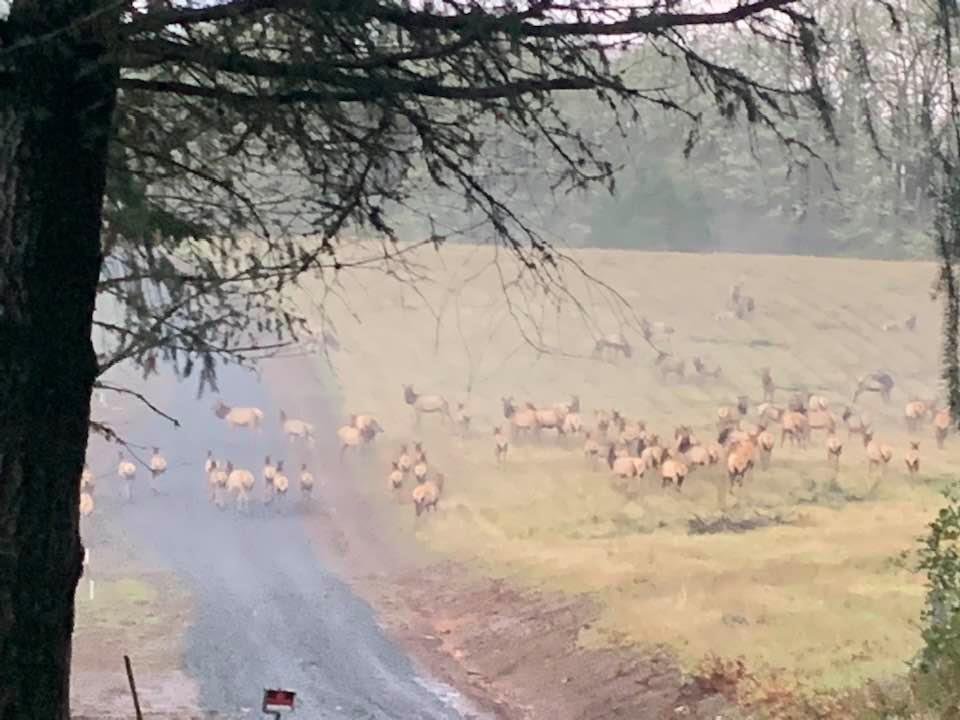 Elk right outside our front door!