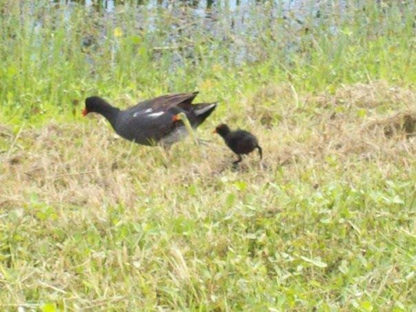 Common Moorhen w/baby- Viera Wetlands 9/17/09