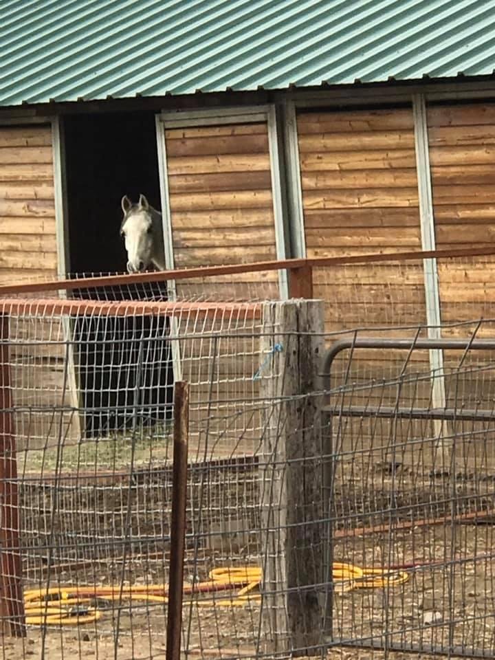 Our new horse who wouldn’t go in the stall to eat for two days, now at home in her stall.
