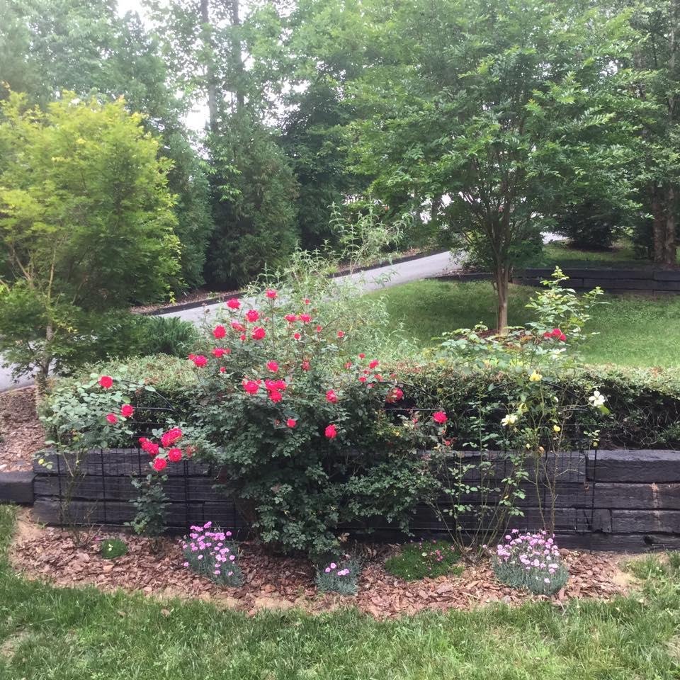 View of roses from our front porch