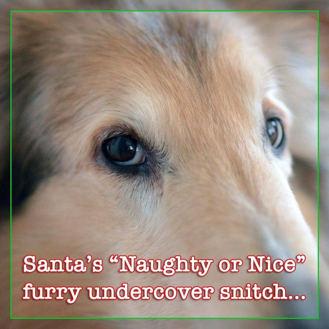 “Tippy, why are you looking at me like that?” #santashelper #santassnitches #naughtyornice #christmasiscoming #christmasiscoming🎄 #lodi #lodiwi #snitch #puppydetective