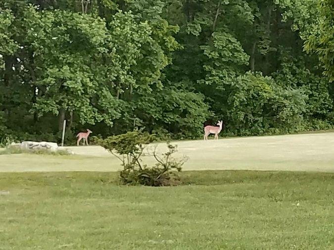Evening visitors