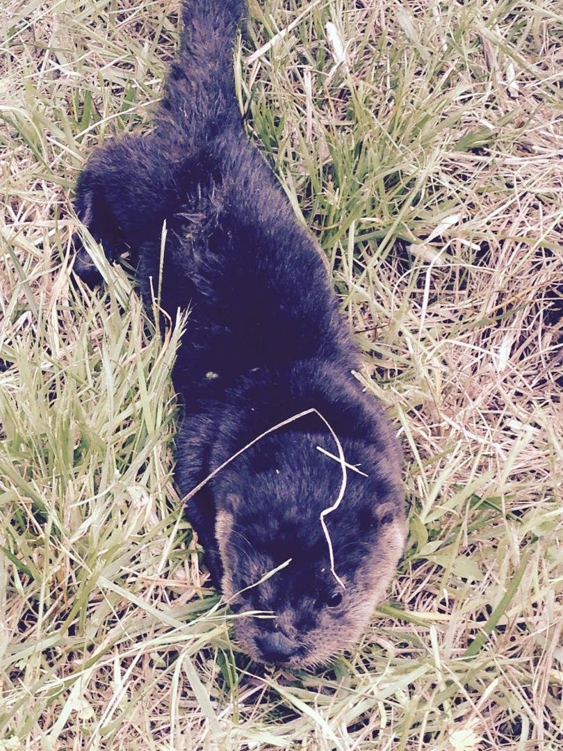 We found this baby Otter at Westminster park Tuesday afternoon.