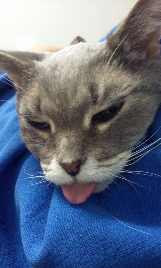 Sweet Jessie...always with that tongue hanging out...my sweet girl lost her battle with kidney disease today..she was around 16 yrs old...I found her in my parents garage brought her home and she was Bella's buddy...they ar