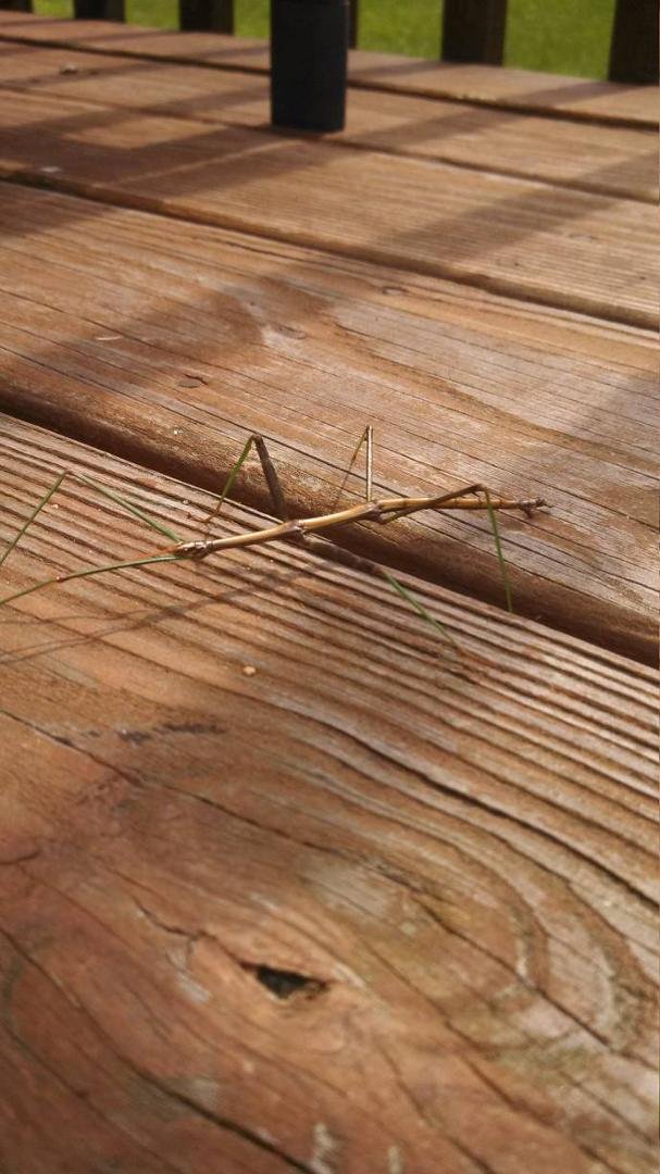 Stick bug! Sam spotted it on our deck.